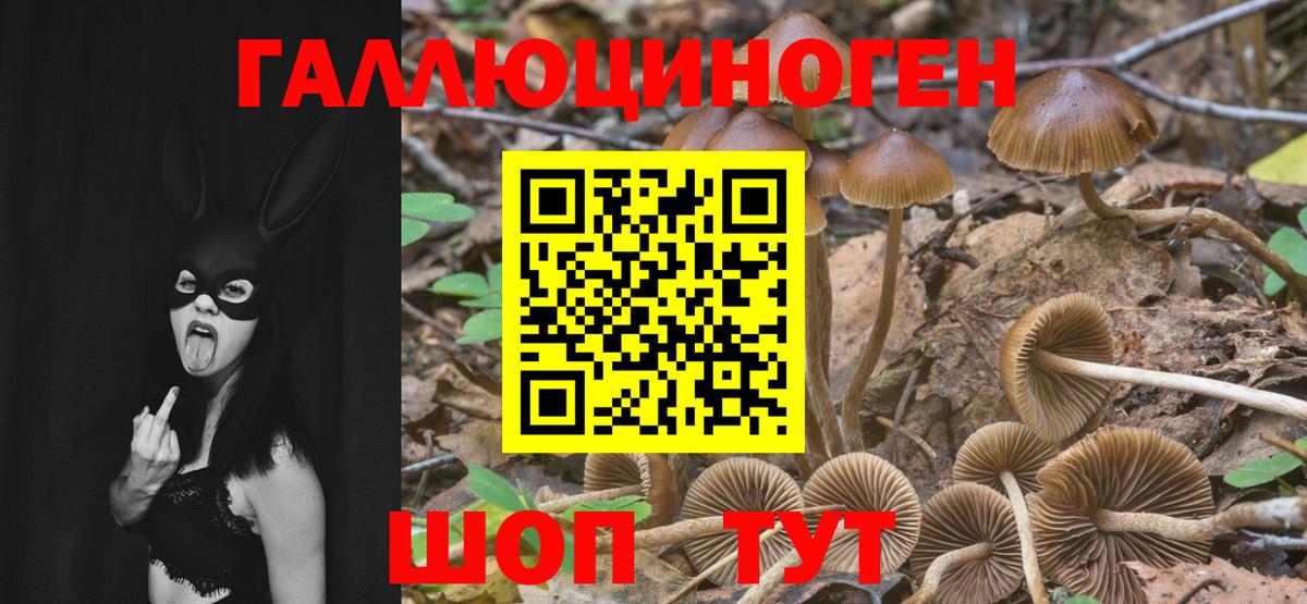 закладки  Вход с VPN  Тамбов  Псилоцибиновые грибы ЛСД 